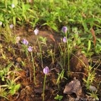 Burmannia pusilla (Miers) Thwaites